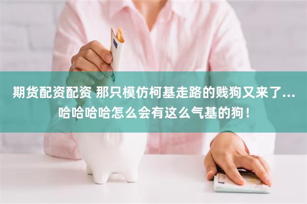 期货配资配资 那只模仿柯基走路的贱狗又来了...哈哈哈哈怎么会有这么气基的狗！